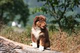 BERGER AUSTRALIEN PUPPIES 859